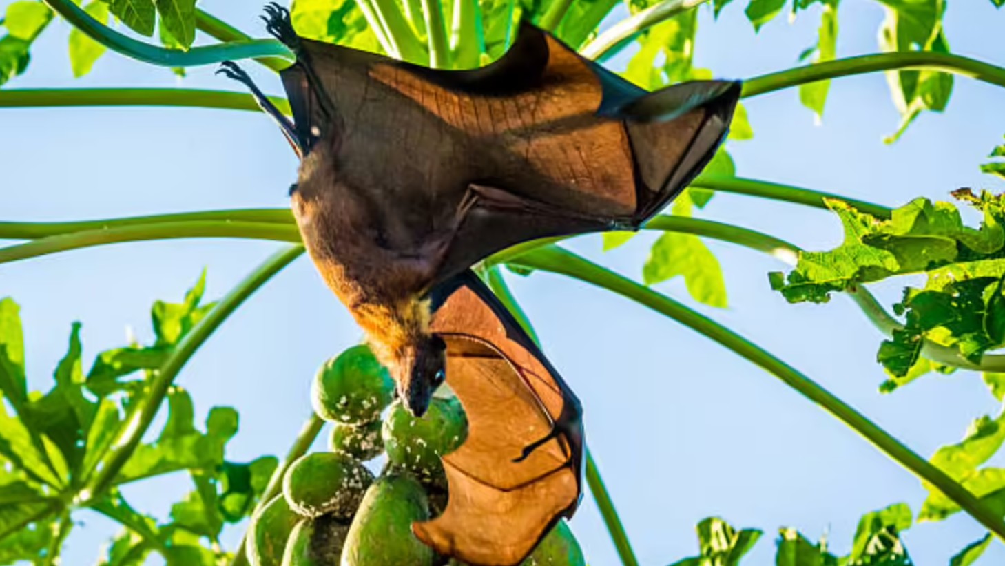 rus Nipah thích ăn, tại Việt Nam được bán rất nhiều ngoài chợ dịp Tết