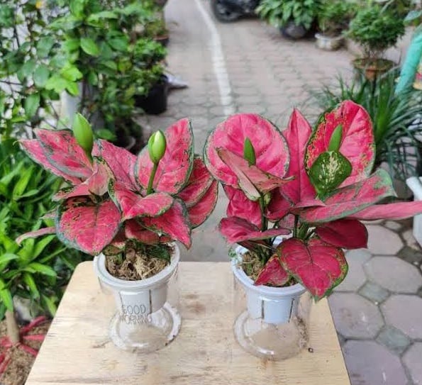 Tết đến chớ đặt hoa cúc lên bàn thờ, đây mới là loại cây lộc khí phừng phừng, nghe tên đã thấy giàu sang