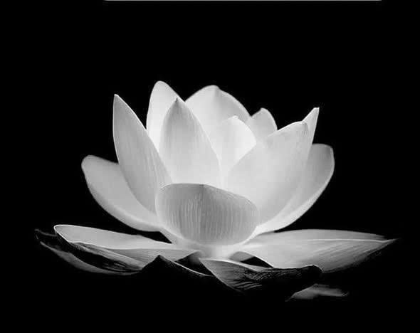 Trênnnn chuyến xe giường nằm đổ đèo về Đồi Sim,hành khách nữ cuối cùng bước lên xe vừa được 5 phút thì nằng nặc đòi xuống xe nhất quyết không đi nữa