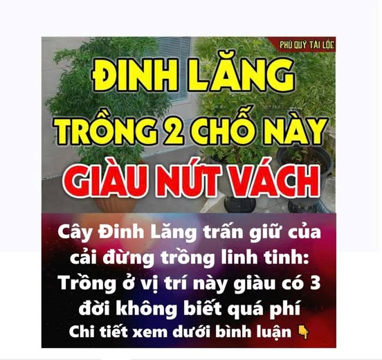 Cây Đinh Lăng trấn giữ của cải đừng trồng linh tinh: Trồng ở vị trí này giàu có 3 đời không biết quá phí