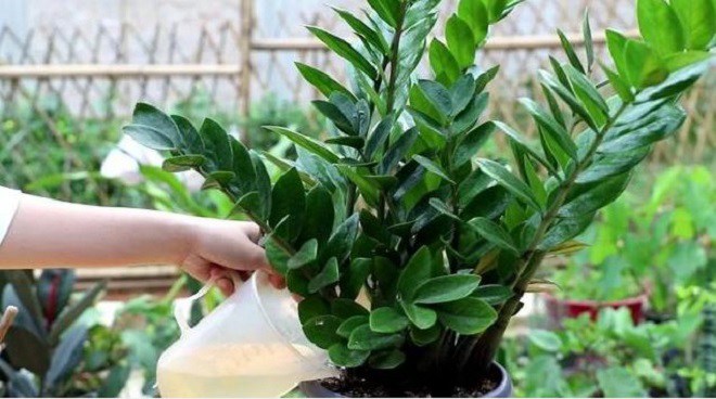 Đừng tưới nước lã cho cây kim tiền, hãy thêm 2 thứ này vào, chồi non xé đất mọc lên tua tủa