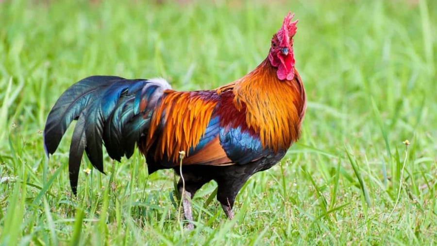 3 con giáp thời trẻ đều gặp khó khăn, sau 40 ung dung được hưởng phúc