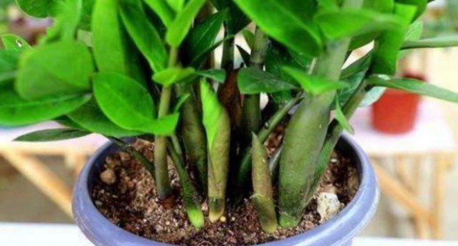 Đừng tưới nước lã cho cây kim tiền, hãy thêm 2 thứ này vào, chồi non xé đất mọc lên tua tủa