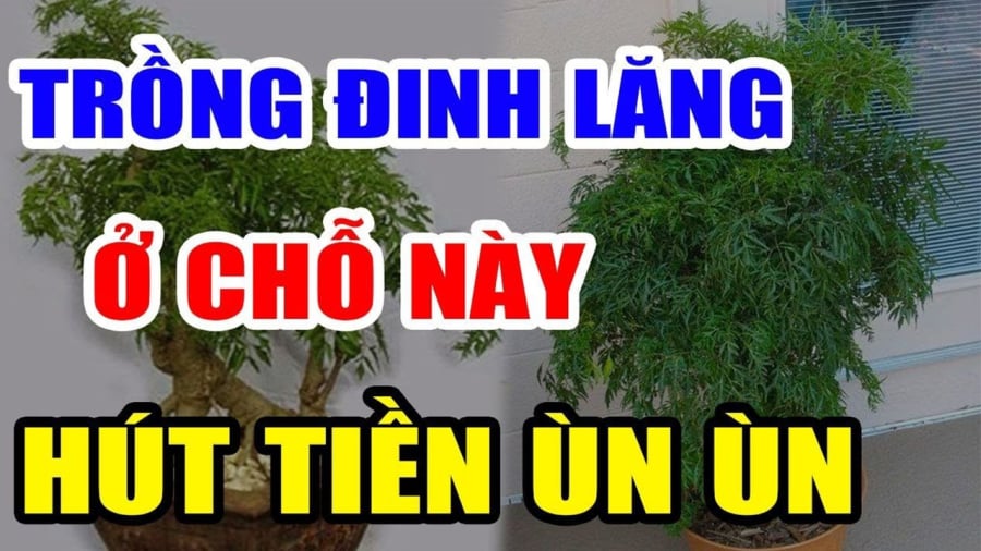 Cây Đinh Lăng trấn giữ của cải đừng trồng linh tinh: Trồng ở vị trí này giàu có 3 đời không biết quá phí