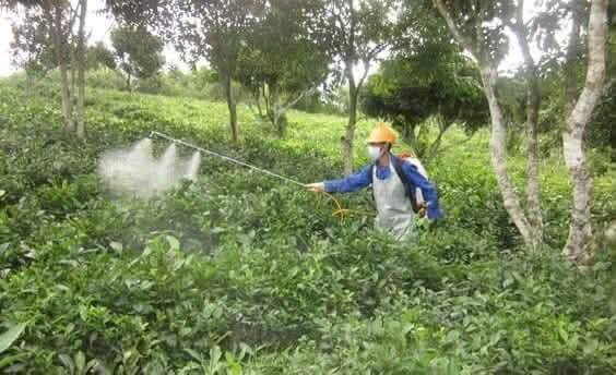 Loại quả “ngậm thuốc trừ sâu” nhiều nhất, có cho cũng đừng ăn