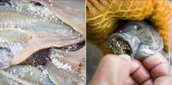 Loại cá được xếp vào nhóm gây Ung Thư cấp độ 1: Là món yêu thích của nhiều người